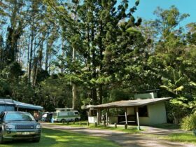 Rummery Park Camping Area, Whian Whian State Conservation Area. Photo: John Spencer © OEH