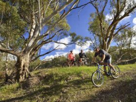 A group of 3 cyclists riding along the Murrumbidgee River's banks. Photo: Gavin Hansford/OEH.