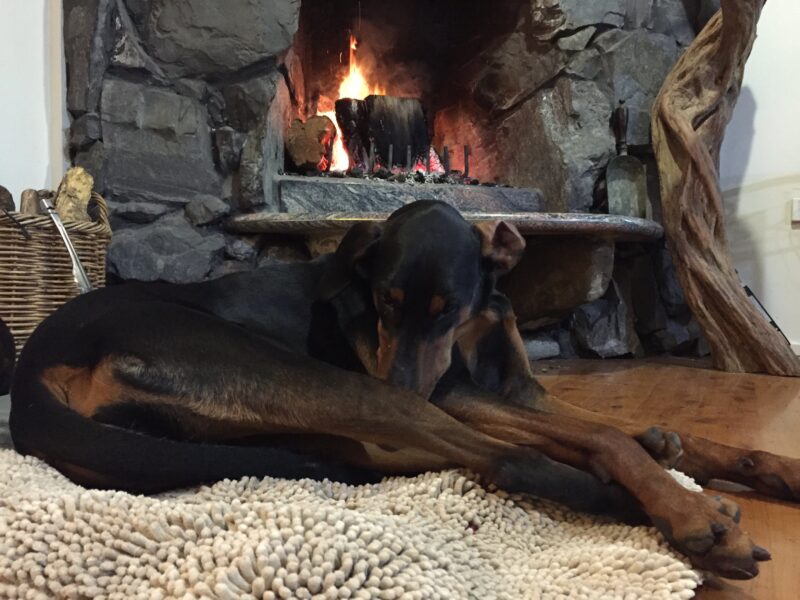 Content dog enjoying the warmth of the stone open fireplace at Sea Horse Diamond Beach