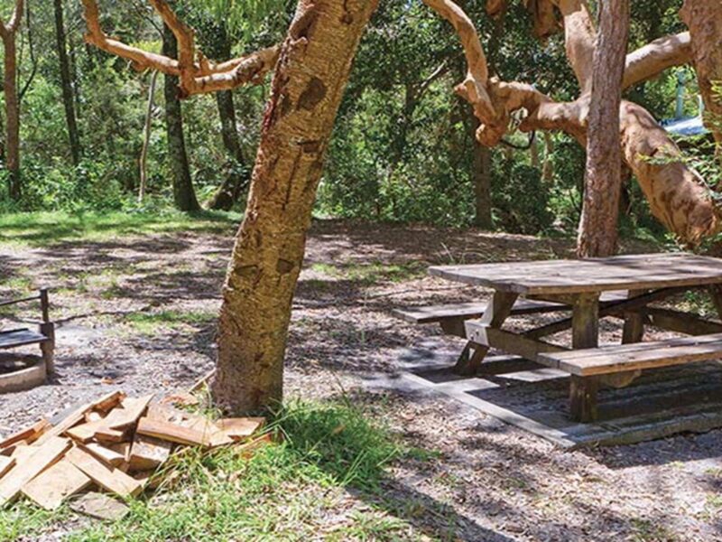 Station Creek campground, Yuraygir National Park. Photo: Rob Cleary/DPIE