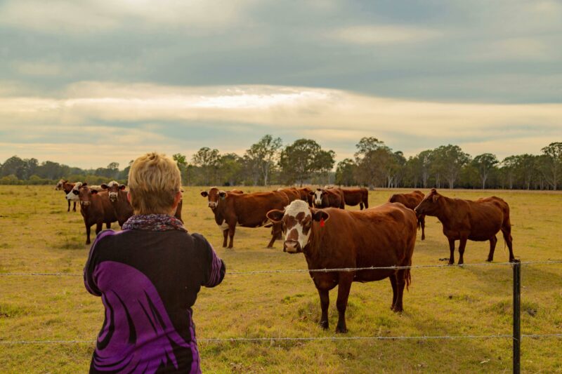 Lady taking photos of cattle