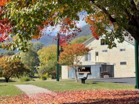 Outside view of Talbingo Lodge surrounded by Autumn leaves.