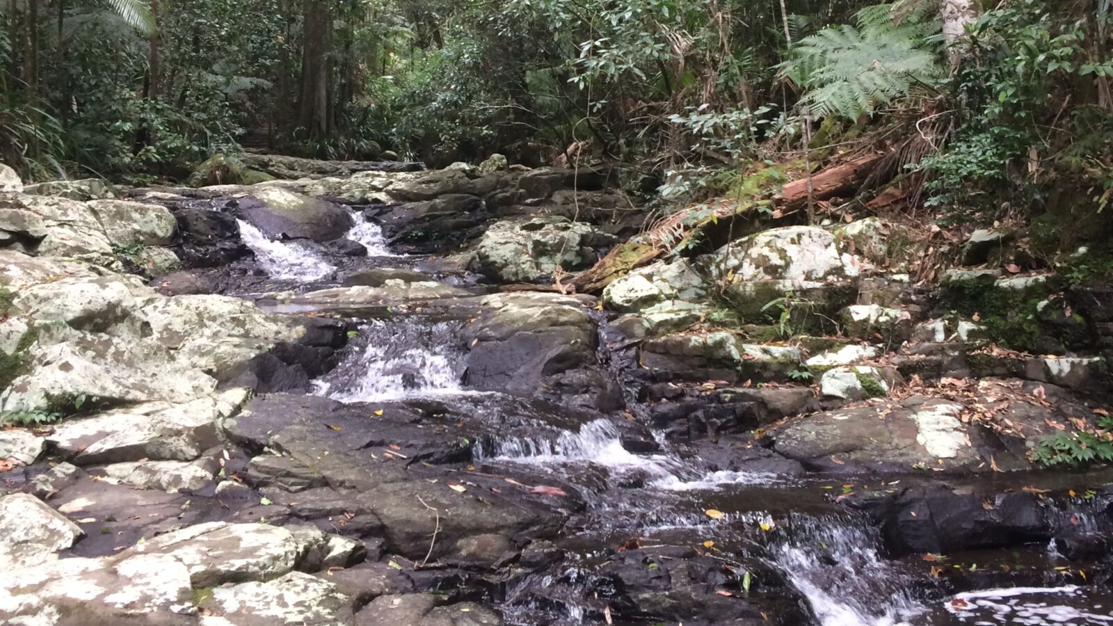 Protesters' Falls track, Nightcap National Park