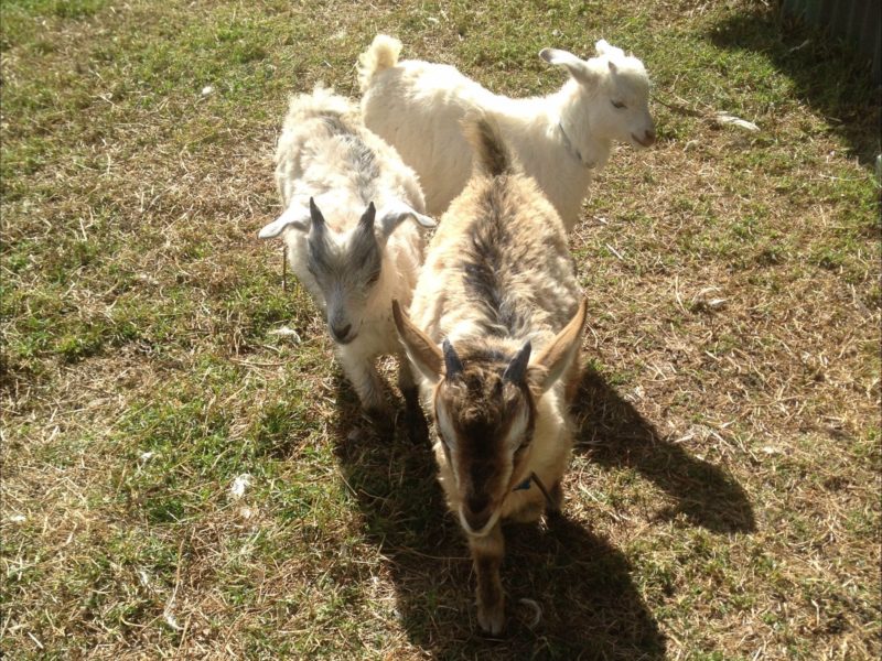 Pet Goats