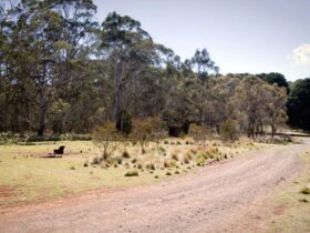 The Pines campground, Coolah Tops National Park. Photo: Nick Cubbin/NSW Government