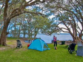 White Tree Bay campground, Myall Lakes National Park. Photo: John Spencer/DPIE