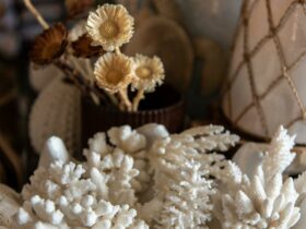 Coral Specimens, large & small..