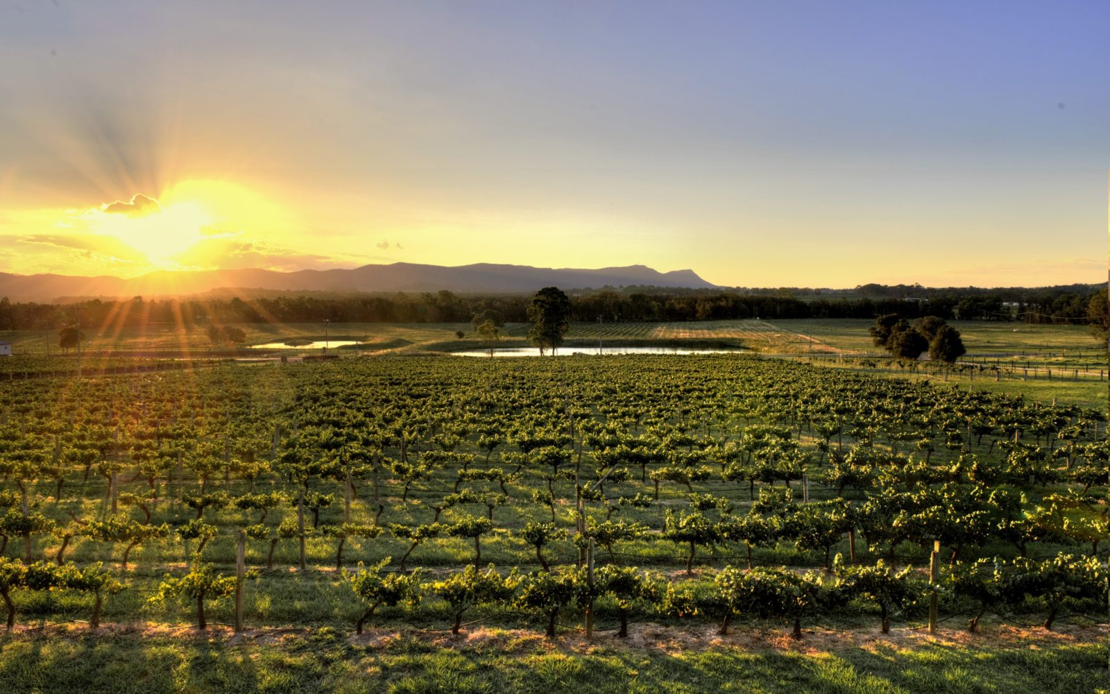 The best view in Lovedale, Hunter Valley.
