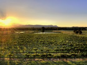 The best view in Lovedale, Hunter Valley.