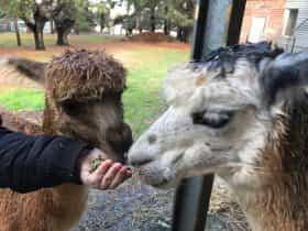 Hand feeding alpaca