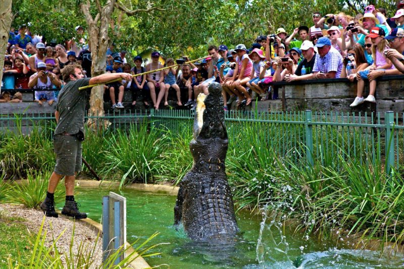 croc feeding