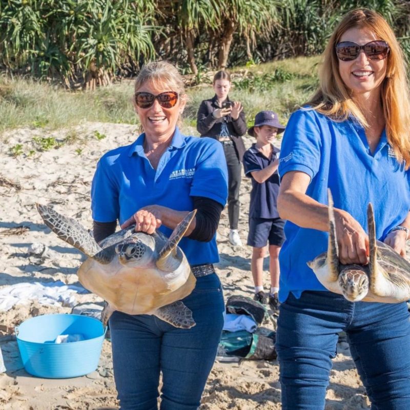 two sea turtles being carried to water to be released back to the ocean