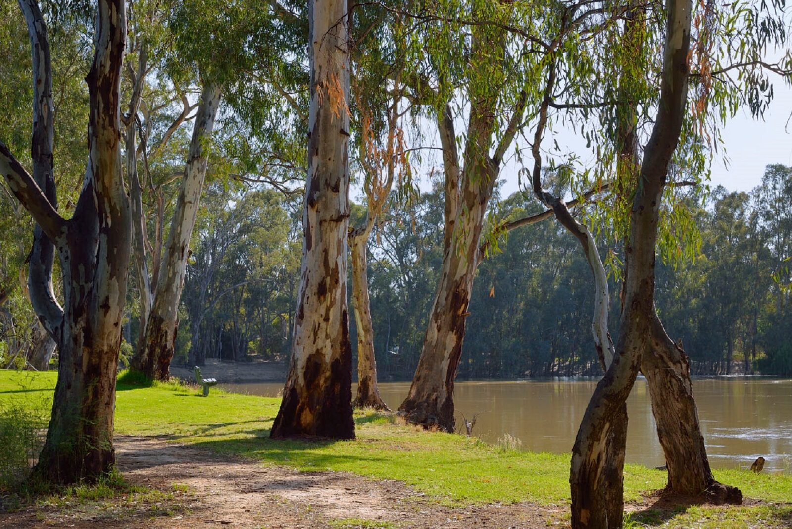 landscape of the Murray River at Barham