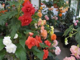 Begonia, Bathurst, Flowers