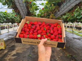 Berrylicious Strawberries