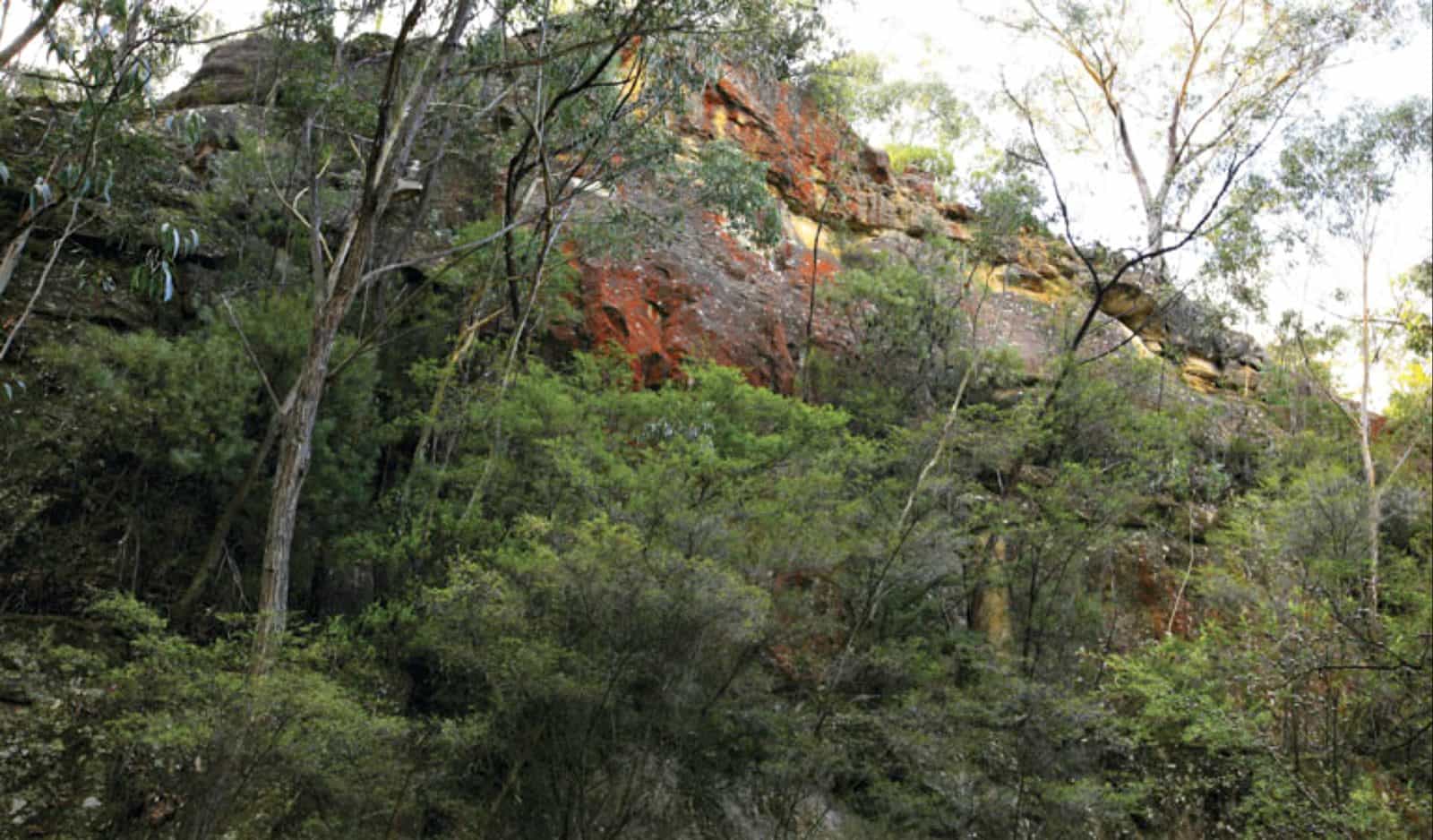 Rhodophyta, Gardens of Stone National Park. Photo: R Nicolai/NSW Government