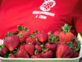 Large Strawberry punnet overflowing