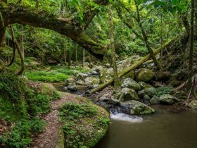 Rainforest creek on Rosewood loop in Border Ranges National Park. Photo credit: John Spencer ©