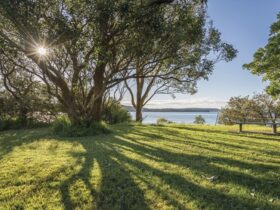 Under the shade of the trees at Bottle and Glass Point, Sydney Harbour National Park. Photo: John