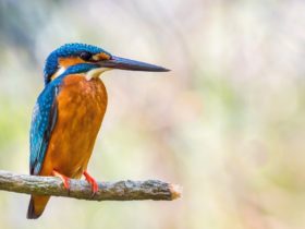 Azure Kingfisher that can be viewed at Boyter's Lane Bird Hide