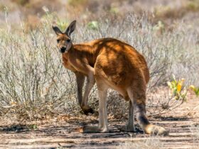Red kangaroos can often be seen in outback Brindingabba National Park, 175km from Bourke. Photo:
