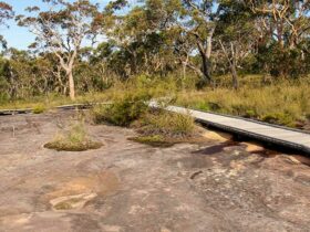 Bulgandry Art Site Aboriginal Place, Brisbane Water National Park. Photo: John Yurasek © OEH