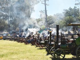 Multiple steam traction engines lined up