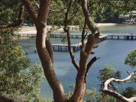 Netted swimming enclosure Chowder Bay – Gooree, Sydney Harbour National Park. Photo credit: K