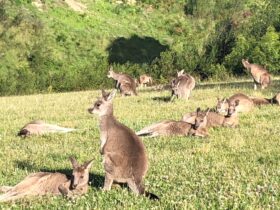 Kangaroos relaxing in the sun.