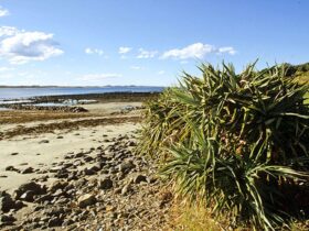 Beach vegetation in Coffs Coast Regional Park. Photo: Tony Karacsonyi © DPIE