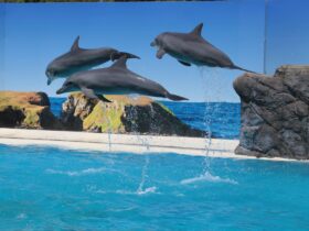 dolphin-marine-dreamtime-presentation