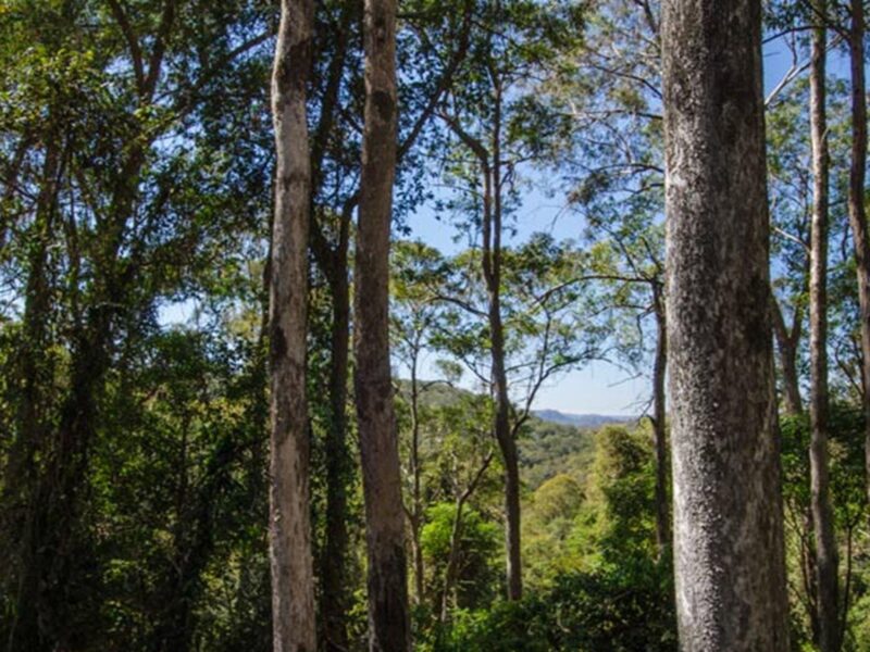 Basin Loop walking track, Copeland Tops State Conservation Area. Photo: John Spencer © DPIE