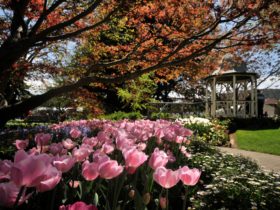 Corbett Gardens during Tulip Time