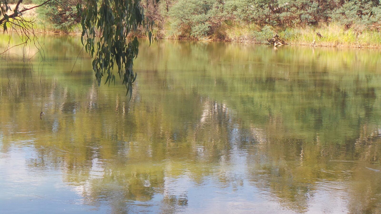 Murray River at the Corowa Common