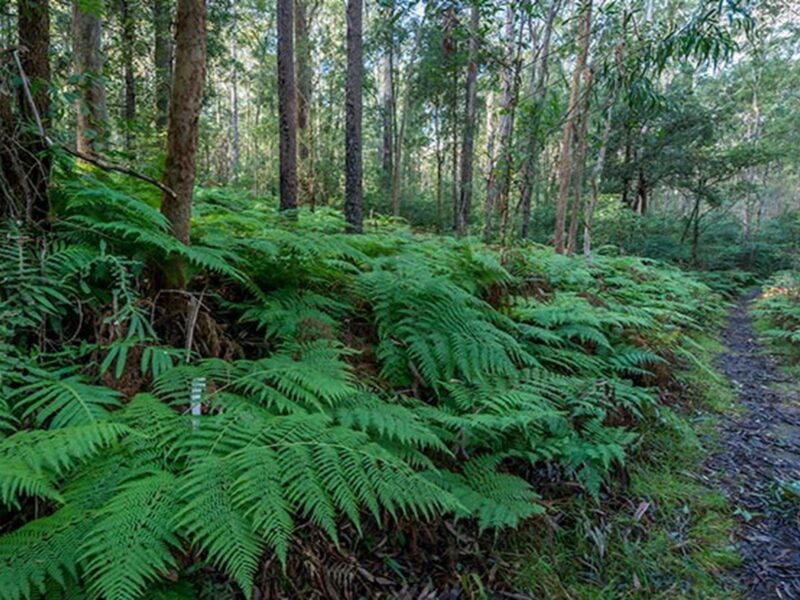 Lush rainforest, Dalrymple-Hay Nature Reserve. Photo: John Spencer © DPIE