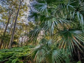Lush rainforest, Dalrymple-Hay Nature Reserve. Photo: John Spencer © DPIE