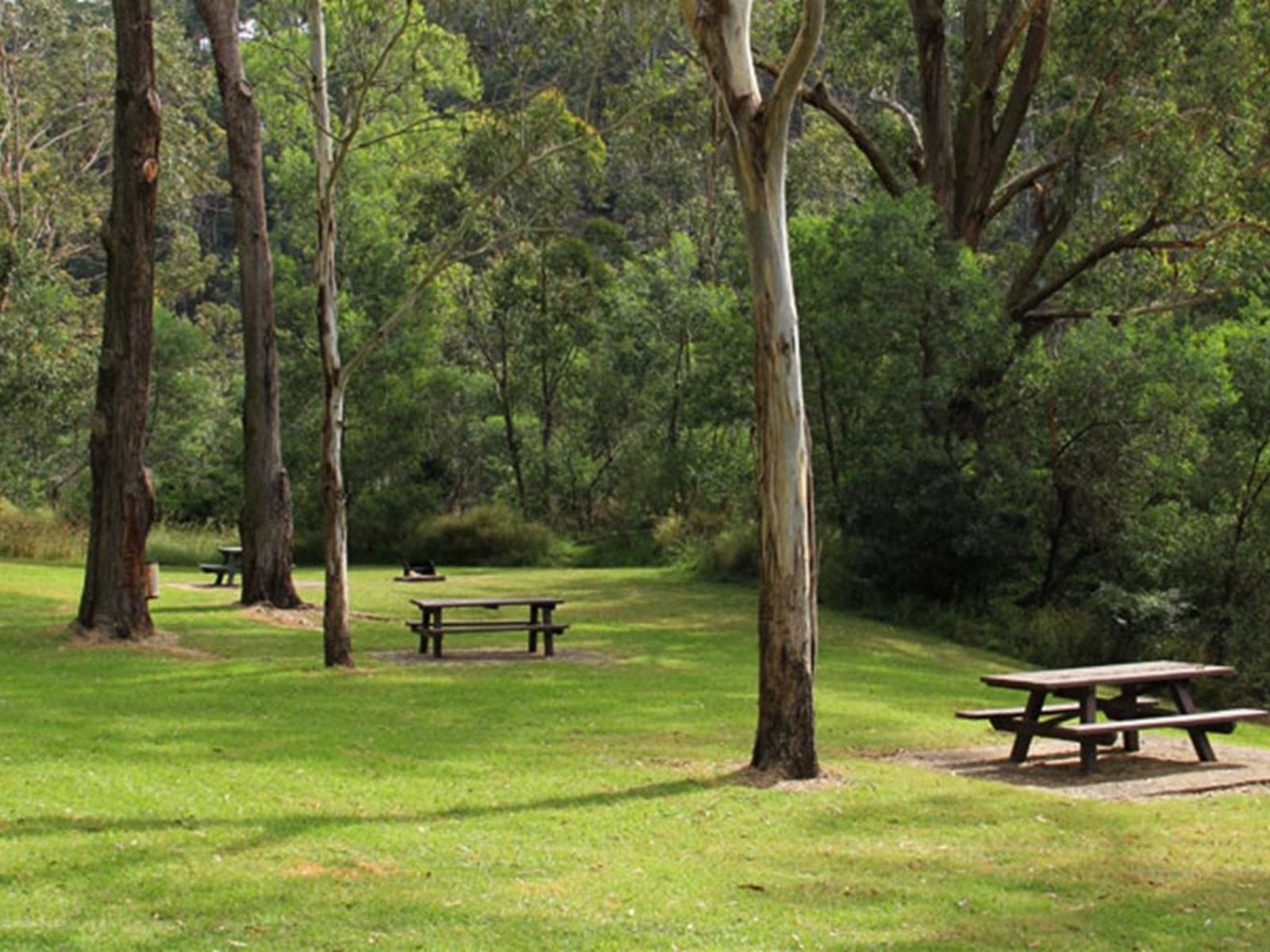 Grass, trees and picnic tables in Durawi picnic area, Bents Basin State Conservation Area. Photo: