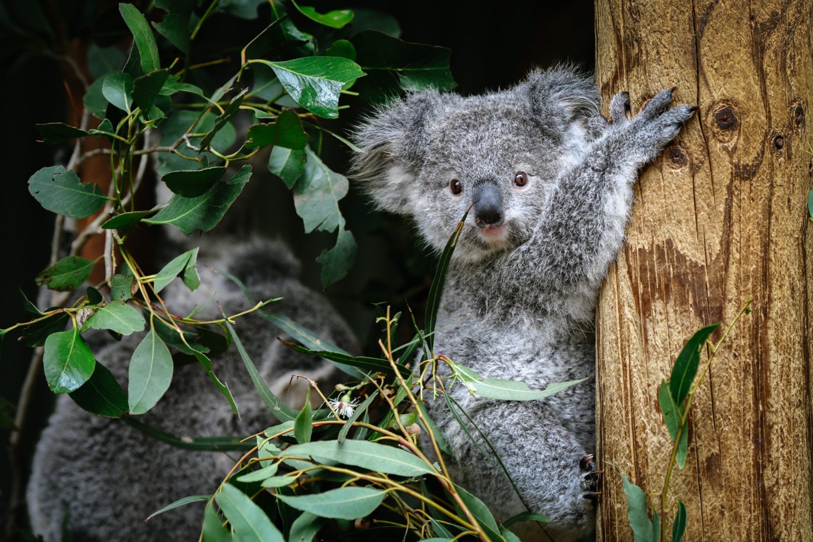 Koala joey in tree