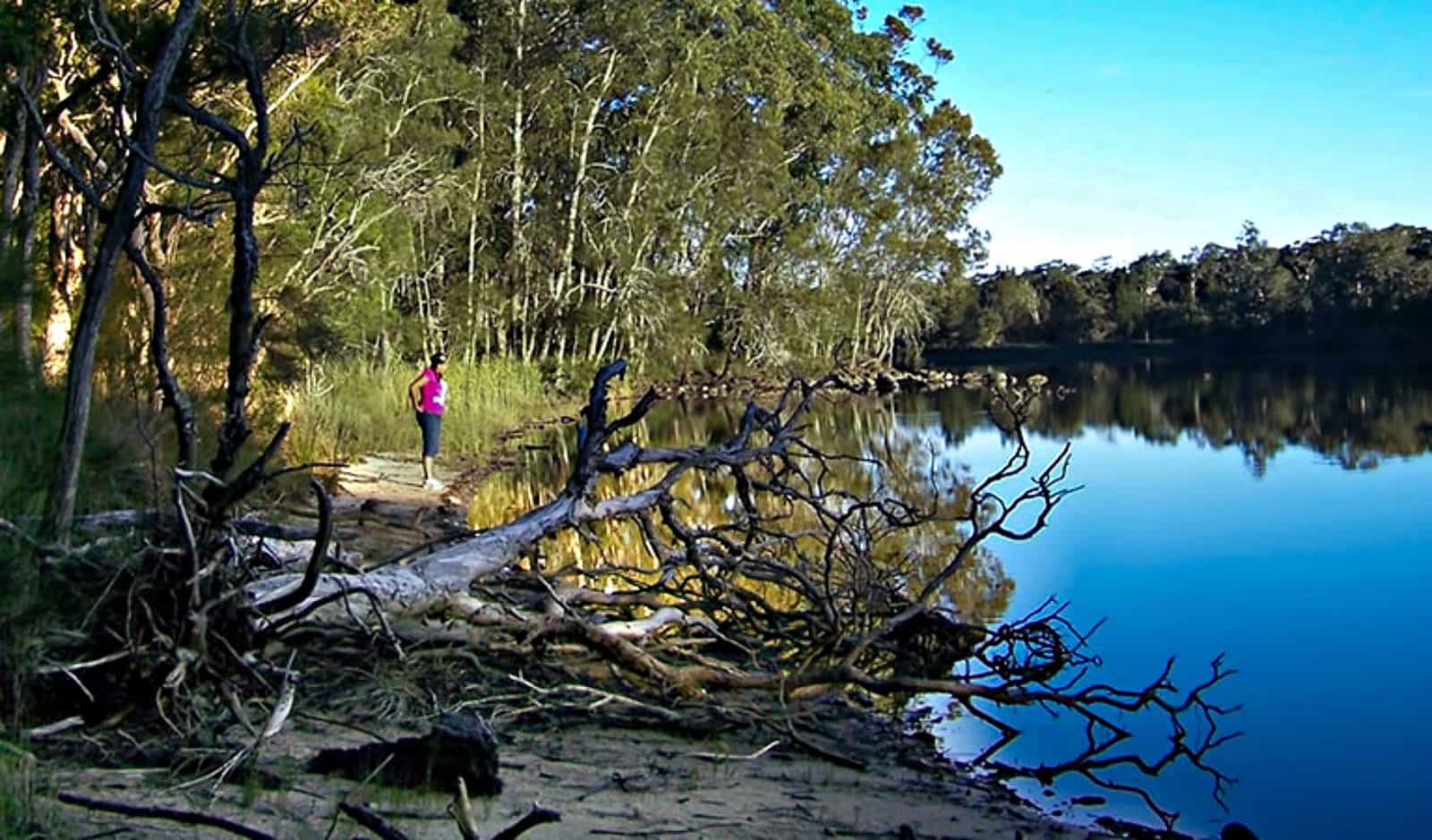 Knappinghat Creek, Five Islands Walking Track. Photo: Kevin Carter/NSW Government.