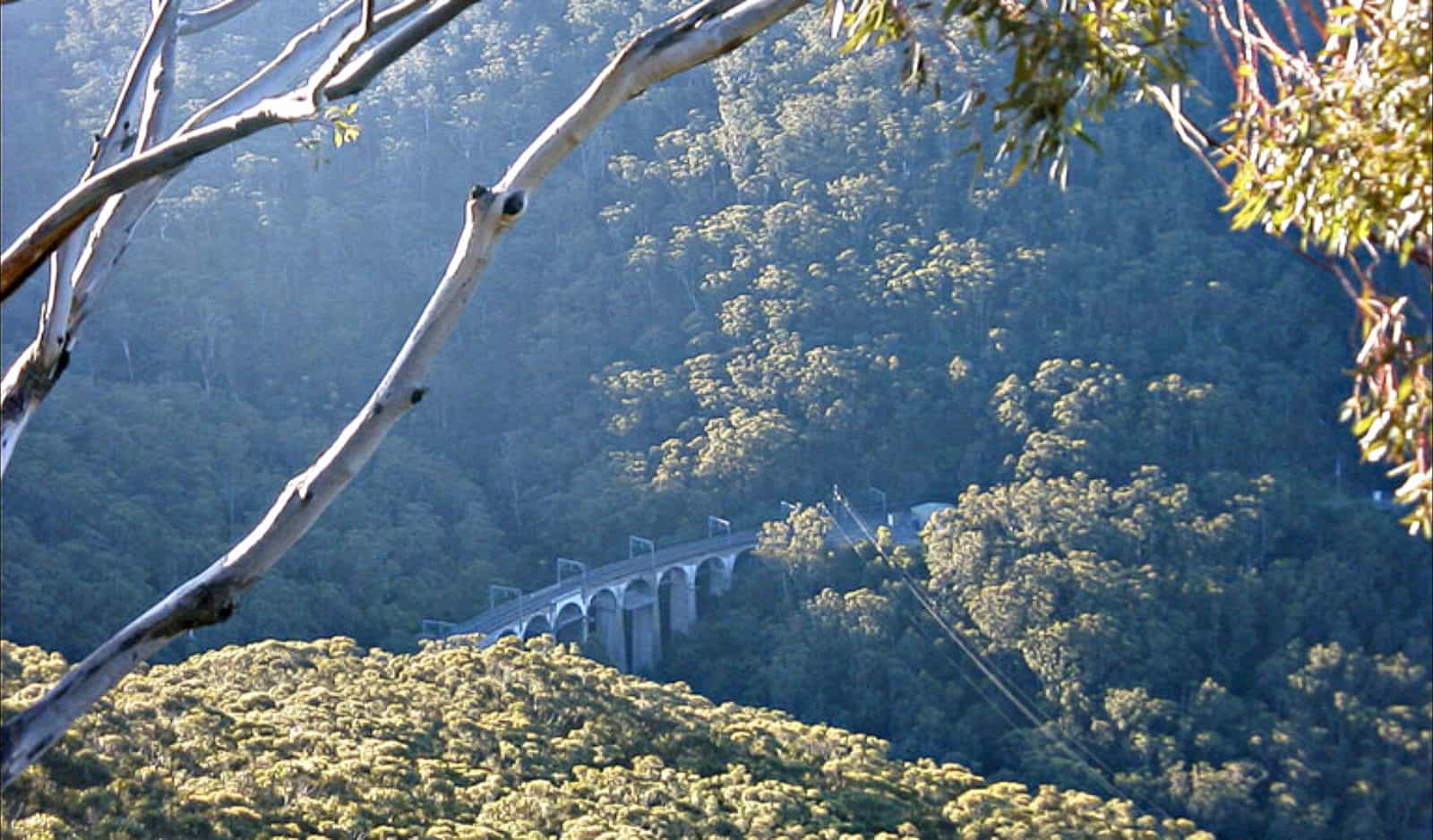 Rainforest and bridge, Illawarra Escarpment State Conservation Area. Photo: NSW Government
