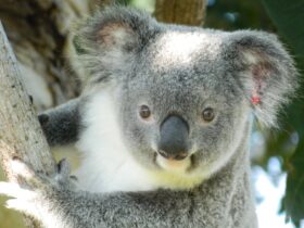 koala released after a stint in the hospital