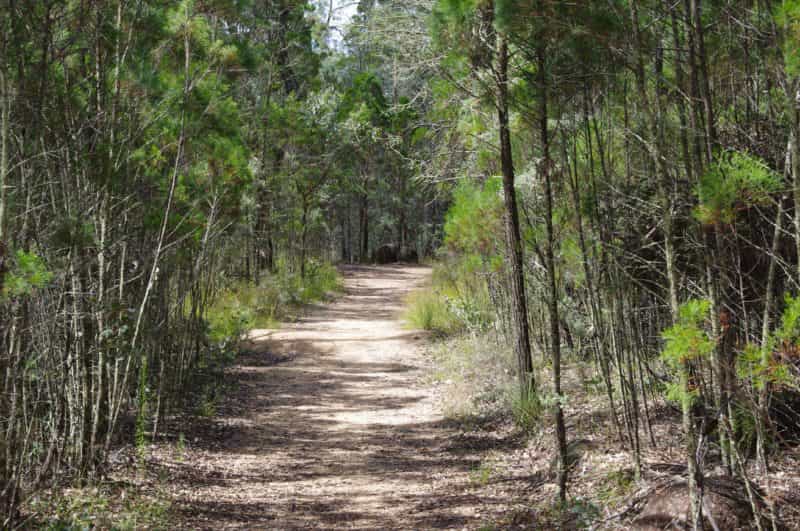 Gravel Walking Trail with trees on either side