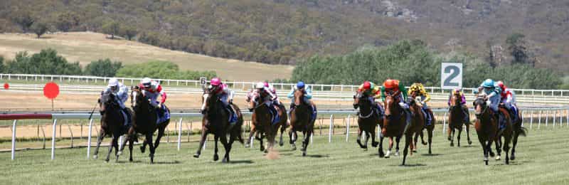 Horses racing on the field