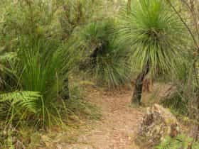 Grass Tree circuit, Dharug National Park. Photo: Nick Cubbin