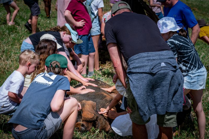 A group of tour guests visit the pigs. Prince loves the attention he gets from the enquisitive kids