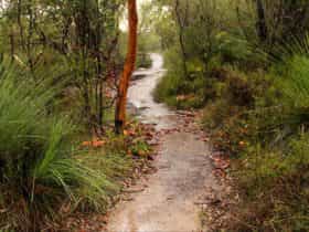 Great North walk - Brisbane Water National Park