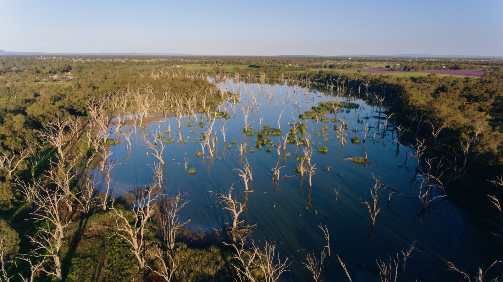 Aerial Photo of Gum Swamp showing body of water scattered with dead river gum trees.