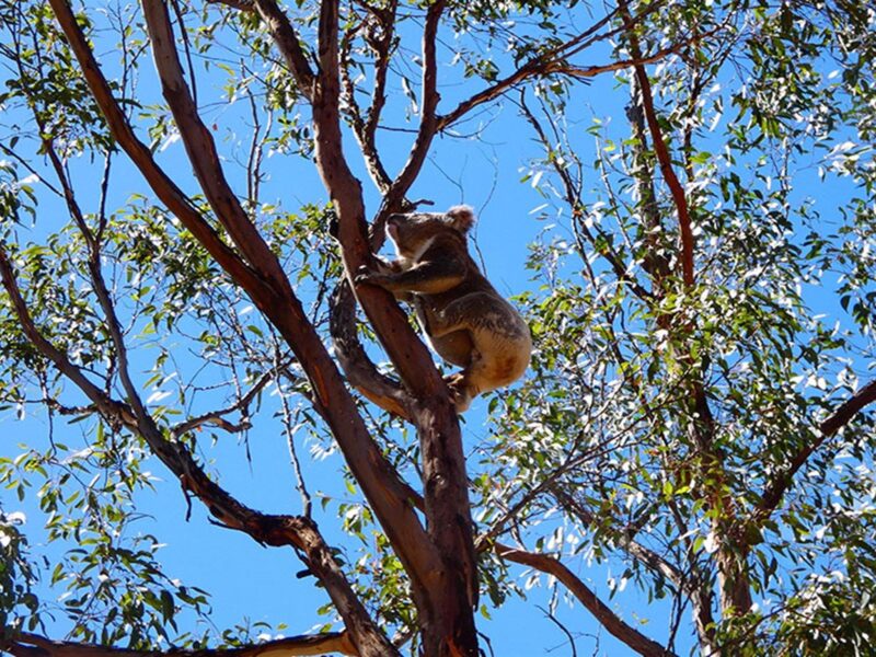 Koala up a tree, Guula Ngurra National Park. Photo: Gareth Pickford © DPE