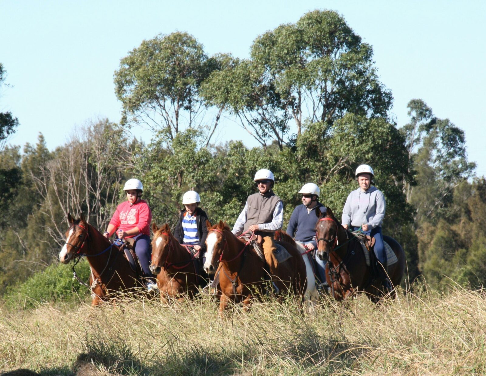 Horses at Sydney Trail Riding Centre