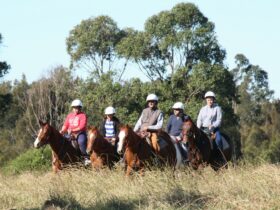 Horses at Sydney Trail Riding Centre